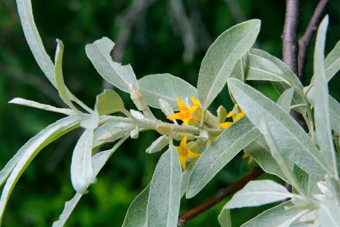 Authuntic Russian Olive Honey